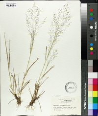 Eragrostis lugens image