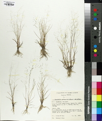 Eragrostis pilosa image