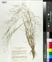 Eragrostis pilosa image