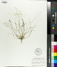 Eragrostis pilosa image