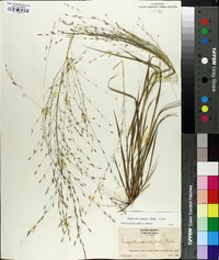 Eragrostis refracta image