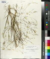 Eragrostis refracta image