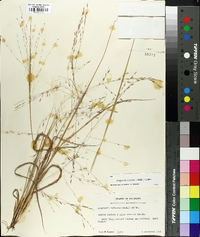 Eragrostis refracta image