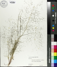 Eragrostis capillaris image