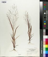 Eragrostis capillaris image