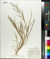 Eragrostis frankii image