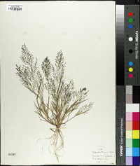 Eragrostis frankii image