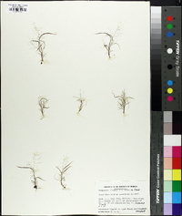 Eragrostis frankii image