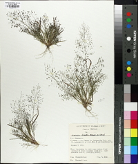 Eragrostis frankii image