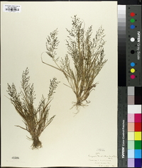 Eragrostis frankii image