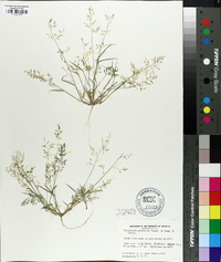 Eragrostis minor image