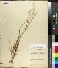 Eragrostis pilosa image