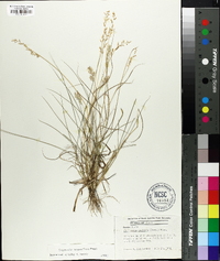 Eragrostis secundiflora image