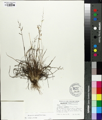 Eragrostis secundiflora image