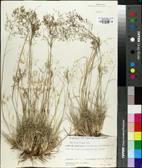 Eragrostis bicolor image