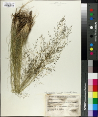 Eragrostis curvula image