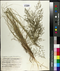 Eragrostis curvula image