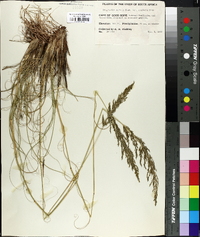 Eragrostis curvula image