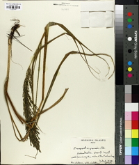 Eragrostis grandis image