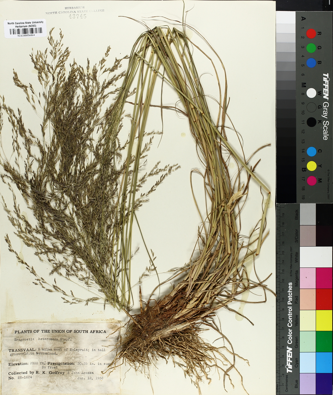 Eragrostis heteromera image