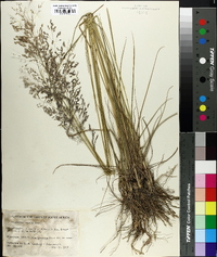 Eragrostis lappula image