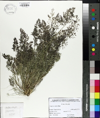 Eragrostis minor image