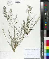 Eragrostis minor image