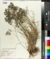 Eragrostis obtusa image