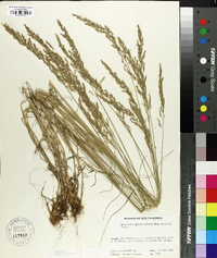 Eragrostis pilosa image