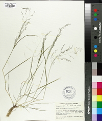 Eragrostis pilosa image