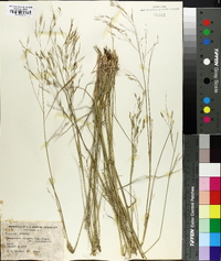 Eragrostis squamata image