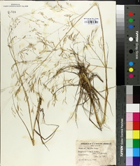 Eragrostis tremula image