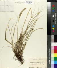 Eragrostis variabilis image