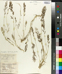 Eragrostis welwitschii image