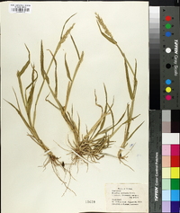 Eriochloa contracta image