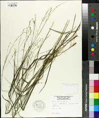 Festuca obtusa image