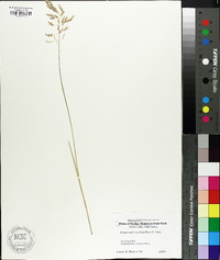 Festuca subverticillata image