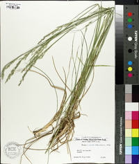 Festuca subverticillata image