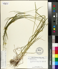 Festuca obtusa image