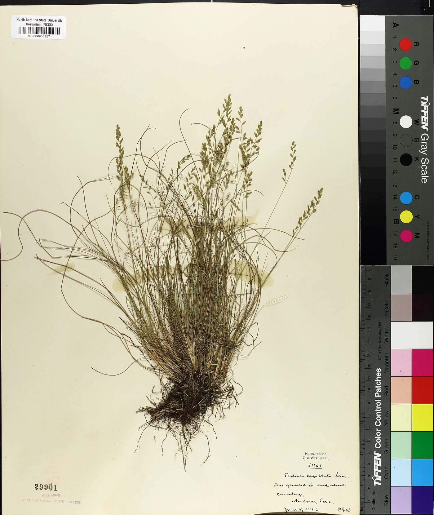 Festuca filiformis image