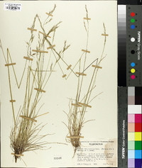 Festuca occidentalis image