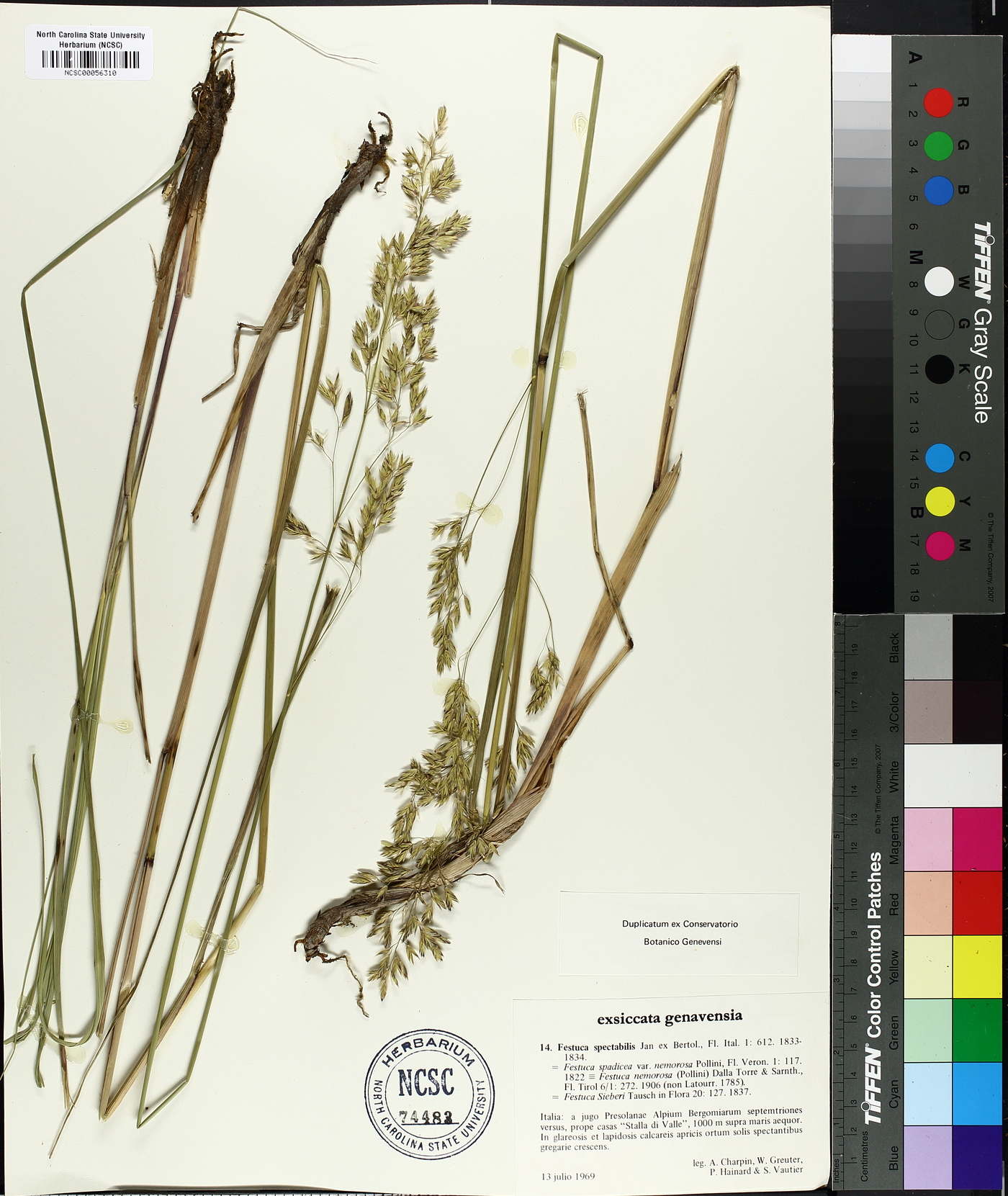 Festuca spectabilis image