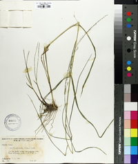 Glyceria melicaria image