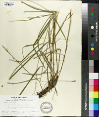 Glyceria melicaria image