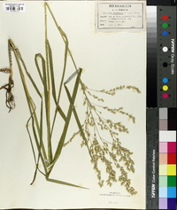 Glyceria canadensis image