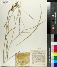 Glyceria melicaria image