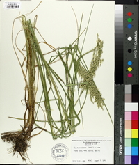 Glyceria obtusa image