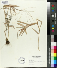 Gymnopogon ambiguus image