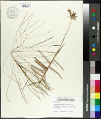Gymnopogon ambiguus image