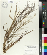 Leptochloa panicea subsp. brachiata image